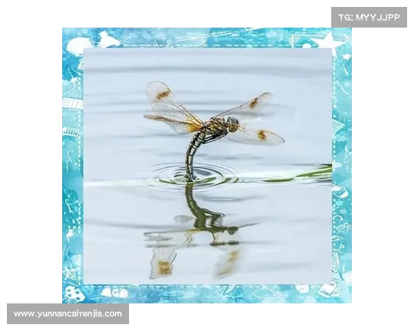蜻蜓点水与网络世界:如何在虚拟空间中优雅舞动与轻盈穿梭 蜻蜓点水与网络世界:如何在虚拟空间中优雅舞动与轻盈穿梭